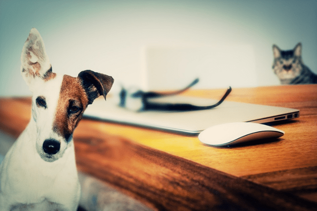Best Pet Insurance For Dogs