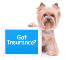 dog insurance reviews