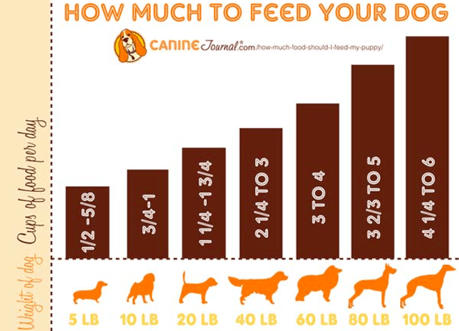 Puppy Feeding Schedule
