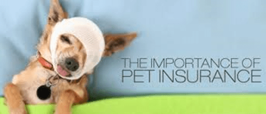 dog health insurance cost